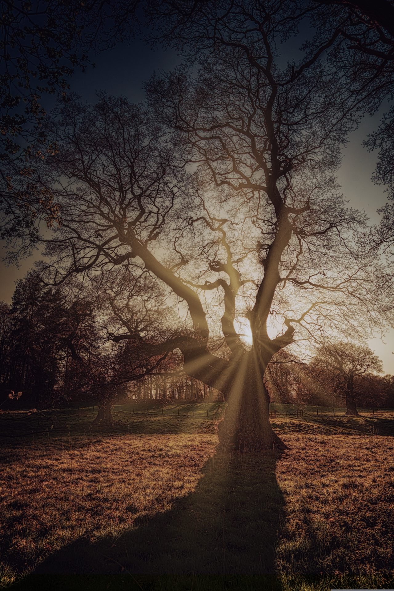A solitary tree standing in soft light